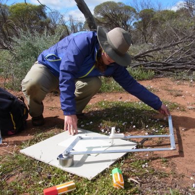 UQ PhD student Trace Martyn gathering data on the spatial orientation of York gum wild flower communities. Photo: Margie Mayfield.